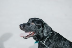 labrador retriever