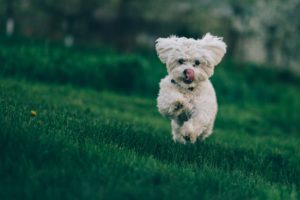 bichon frise running