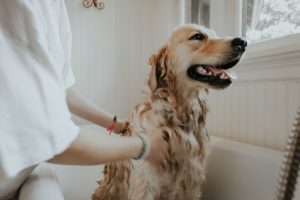 woman giving a dog a bath