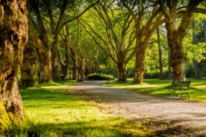 beautiful park with walkway and bench at golden hour