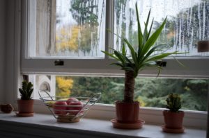 window sill with plants