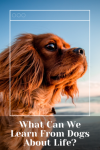 What Can We Learn From Dogs About Life graphic