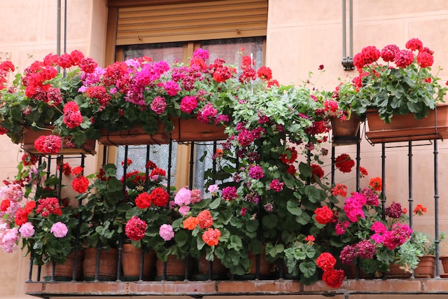 Geraniums growing on balcony