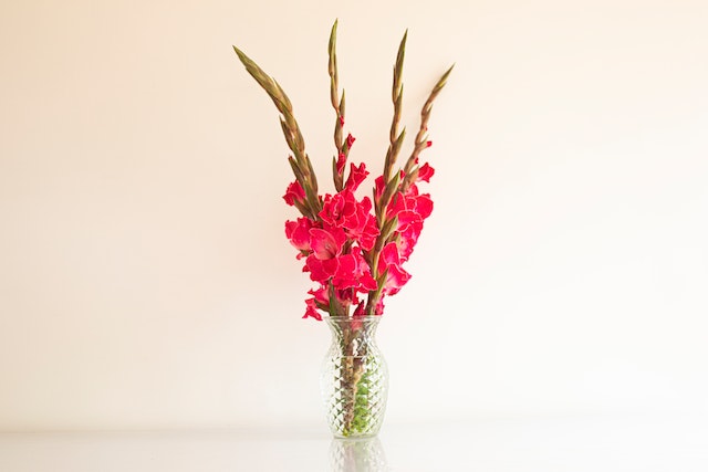 vase of gladiolus