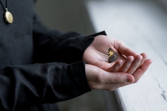 hands holding butterfly