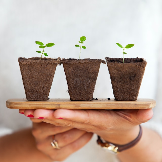 hands holding 3 baby plants