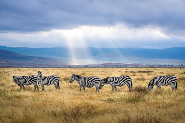 zebras on safari