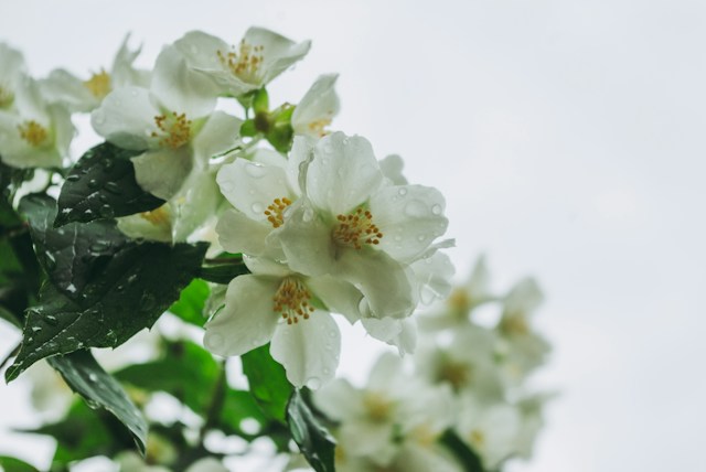 jasmine