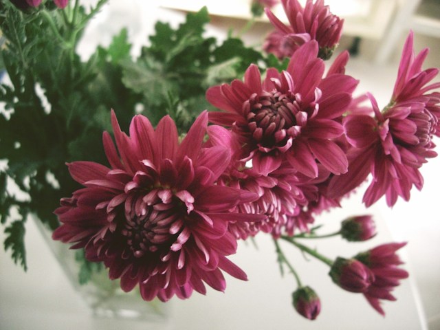 Chrysanthemums