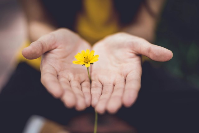 yellow flower in hands