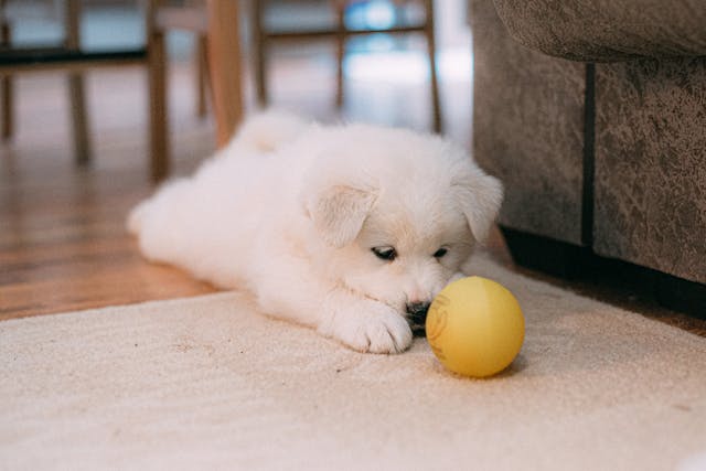 puppy with ball