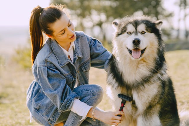 woman brushing dog