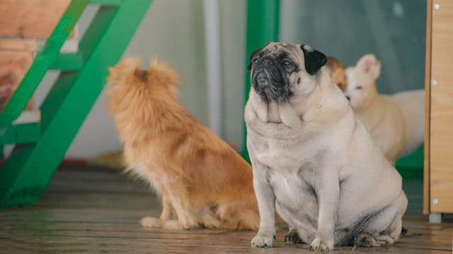 several dogs sitting together