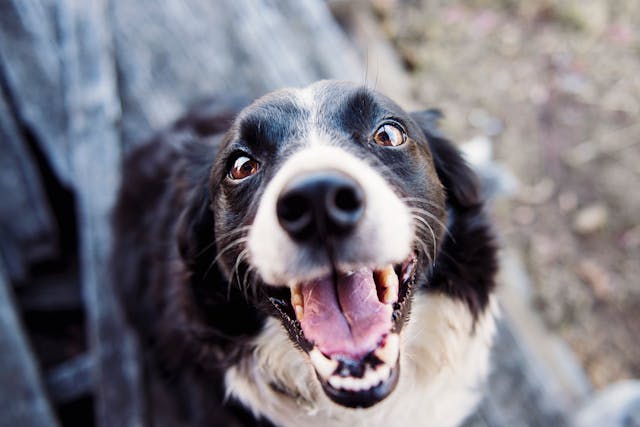 boarder collie