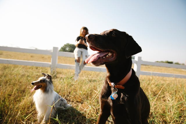 two dogs outside with woman in background