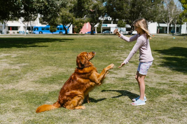 girl shaking paws with dog