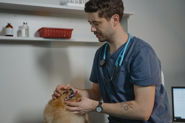 vet checking a pomeranian