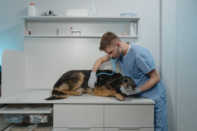 a vet checking a german shepherd