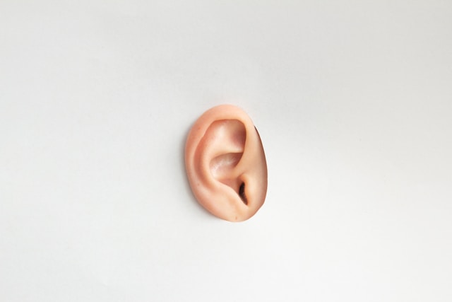 an ear with white background